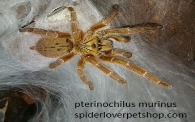 pterinochillus murinus juvie male tarantula